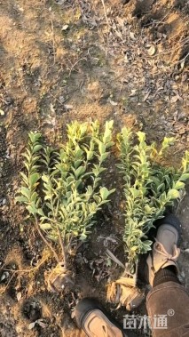 高度40厘米金边黄杨