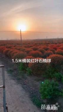 冠幅150厘米红叶石楠球