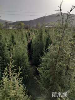 高度150厘米祁连圆柏