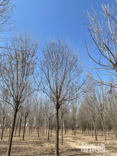 19公分老白蜡