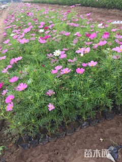 高度25厘米波斯菊