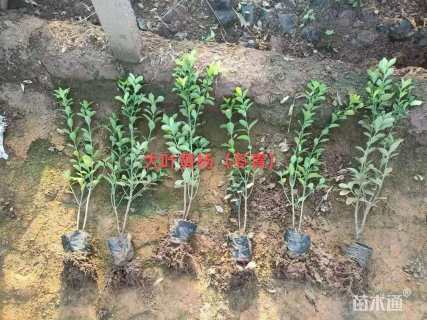 高度40厘米大叶黄杨