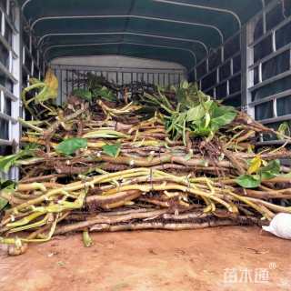 1000厘米龟背竹