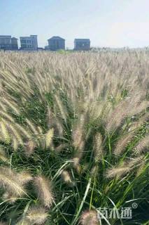 高度50厘米紫穗狼尾草