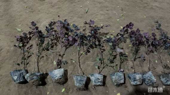 高度25厘米红花继木