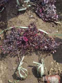 高度30厘米红花继木