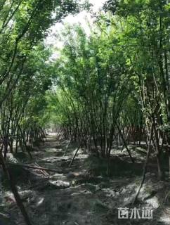 300厘米丛生茶条槭