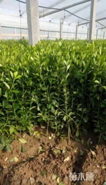 高度20厘米冬青小苗