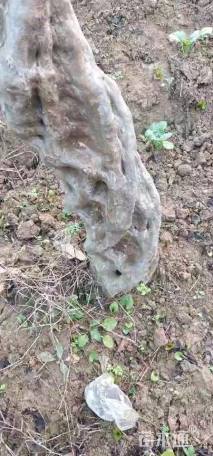 高度290厘米杜鹃