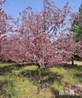 13公分垂丝海棠