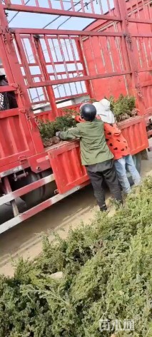 高度30厘米铺地柏