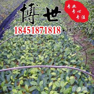 含笑