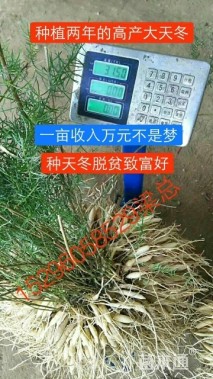 天门冬