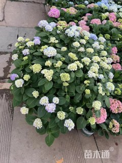 高度30厘米无尽夏绣球