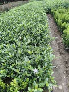 高度60厘米小叶栀子