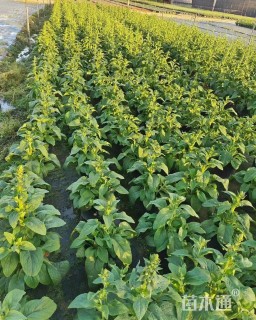 高度30厘米毛地黄