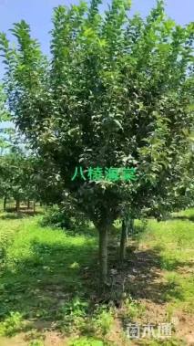 10公分八棱海棠