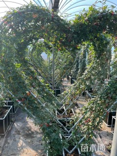 高度150厘米月季