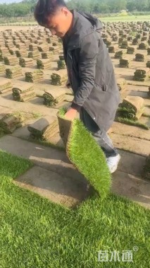 混播黑麦草
