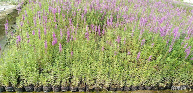 高度100厘米千屈菜