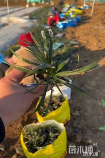 高度10厘米阔叶麦冬草