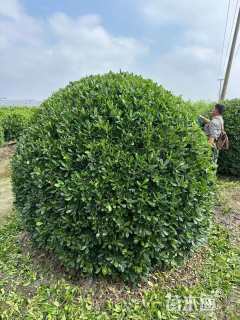 冠幅180厘米海桐球