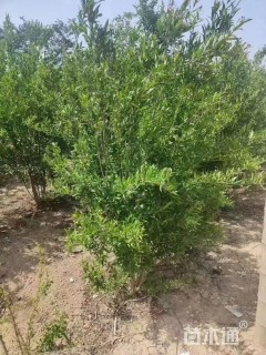 高度200厘米丛生花石榴