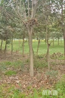 12公分大叶女贞