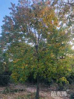 23公分精品地产乌桕