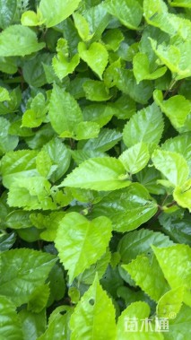 高度20厘米大红花