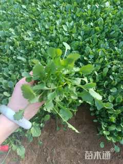 高度10厘米大滨菊