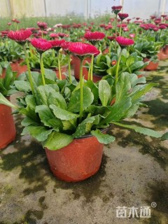 高度10厘米雏菊