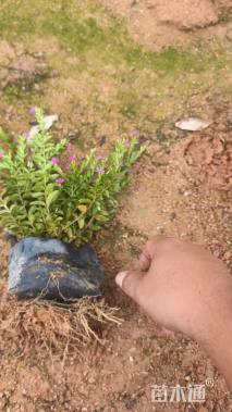 高度15厘米满天星