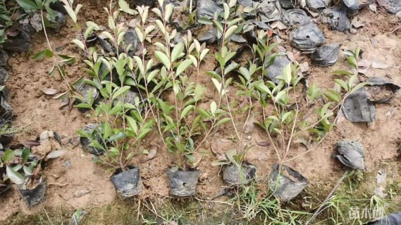 0.4公分红叶石楠