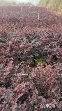 高度60厘米红花继木