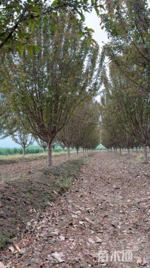 10公分绚丽海棠