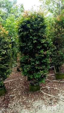 高度180厘米红车