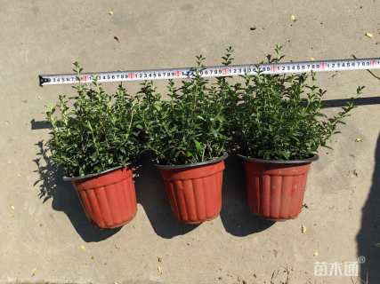 高度20厘米金边六月雪