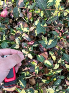 25厘米黄金络石