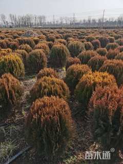 冠幅80厘米洒金柏球