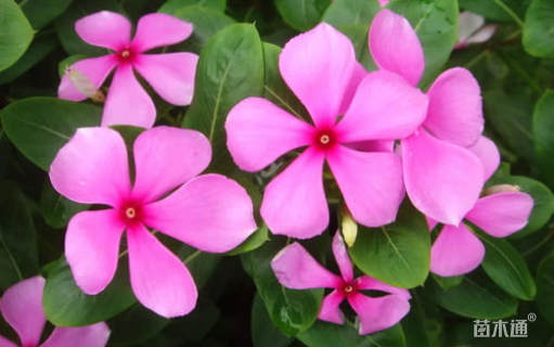 高度15厘米红花酢浆草