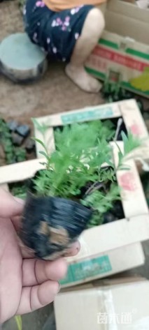 高度20厘米薰衣草