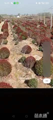 15公分红叶石楠