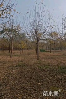 14公分金叶复叶槭