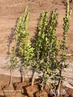 高度150厘米北海道黄杨