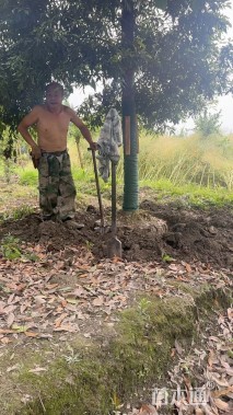 15公分金丝楠木