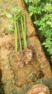 高度20厘米蔷薇