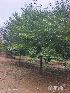 20公分染井吉野樱