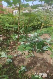 高度150厘米红枫小苗