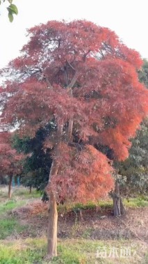 高度280厘米羽毛枫